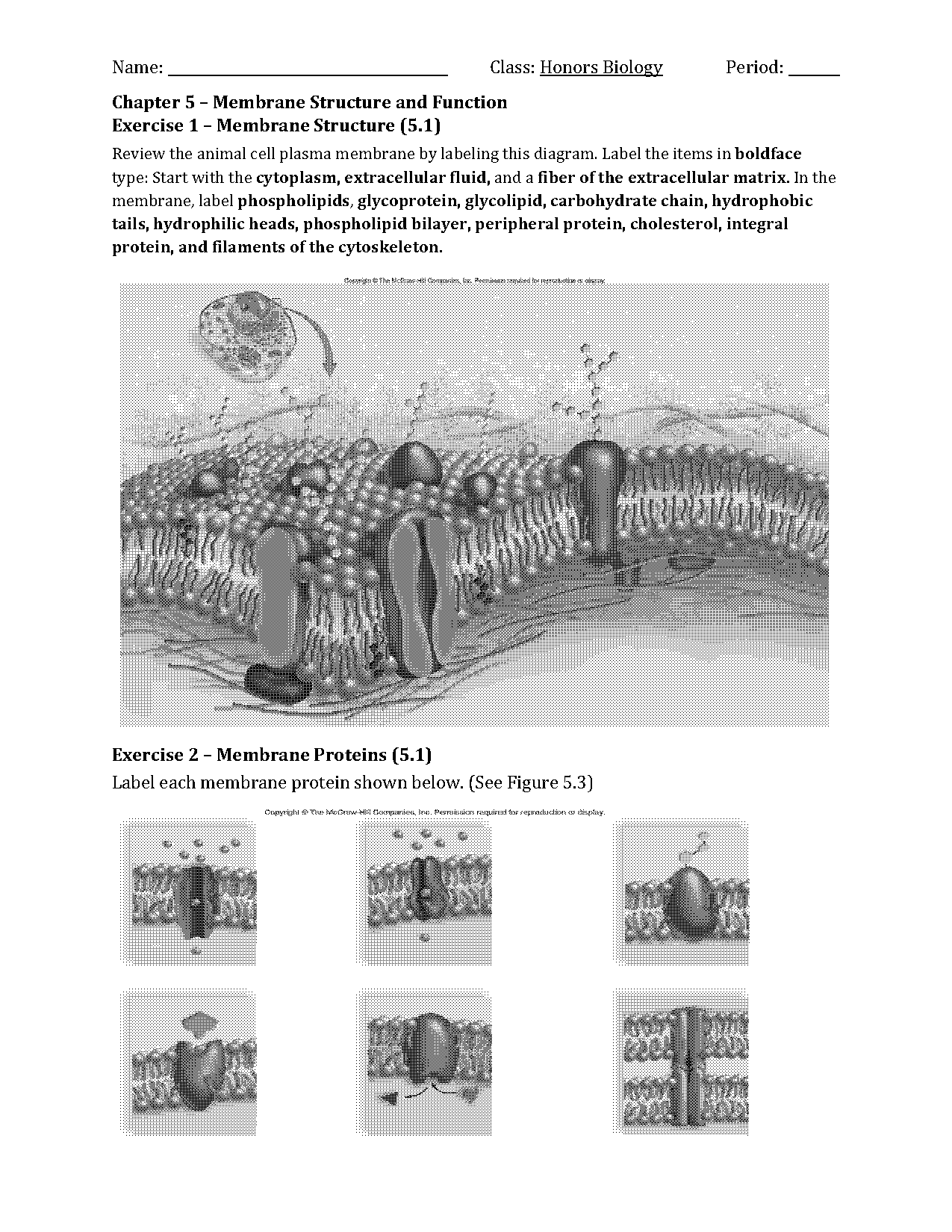 fluid mosaic model worksheet pdf