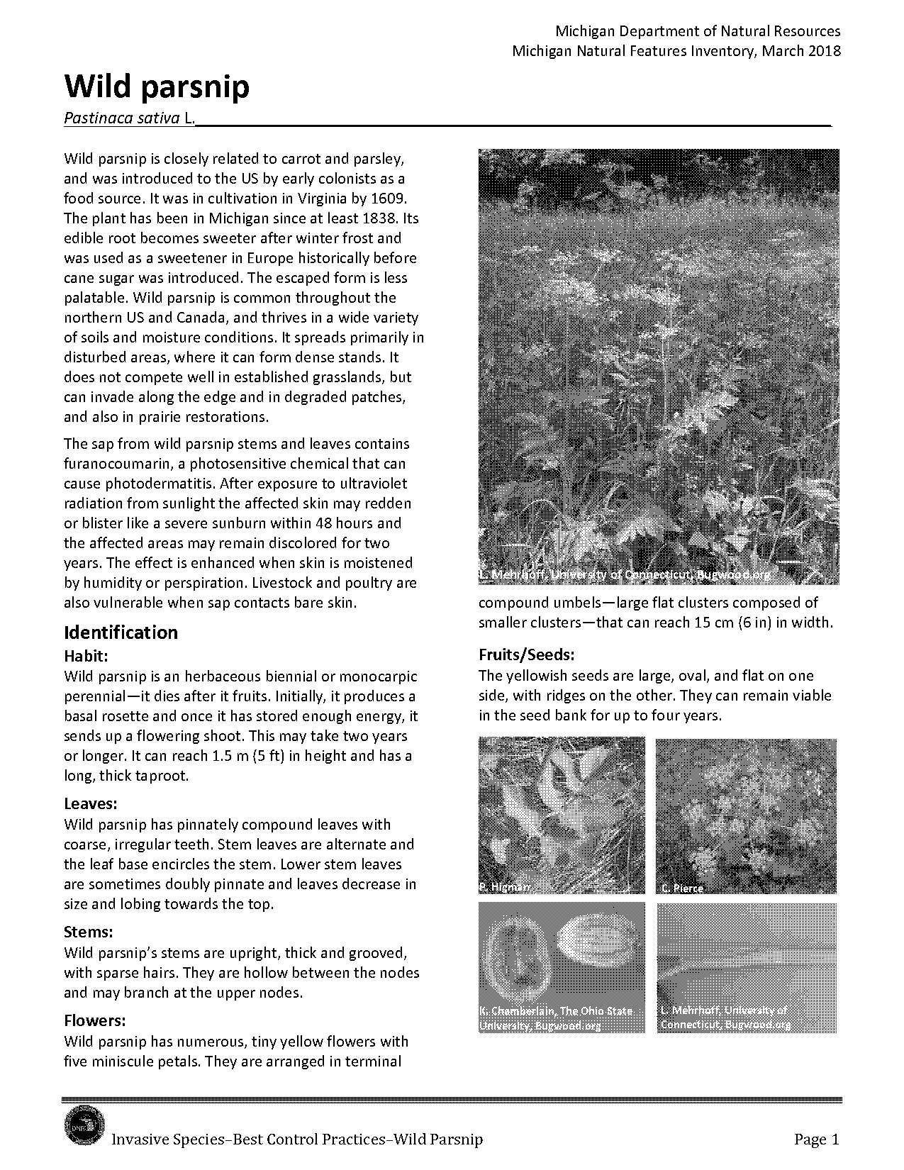 poison parsnip rash treatment instructions patient handout pdf